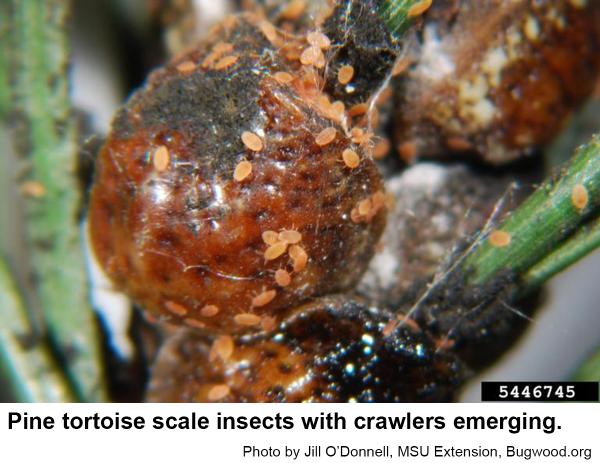 Pine tortoise scale insect crawlers